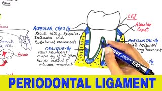 Periodontal Ligament  Overview [upl. by Leuqram]