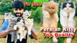 Persian Cats For Sale  Triple Coat Persian kittens  persian cat  persian cat price in india  cat [upl. by Stu]