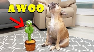 Singing French Bulldogs Funny Reaction To Talking Toy TOO FUNNY [upl. by Ettelliw]