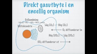 Gasutbyte och andning Olika djurs andningssystem [upl. by Ailbert655]