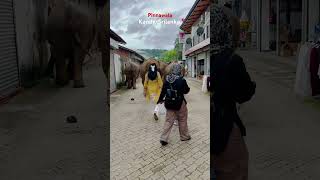 Pinnawala kandysrilanka pinnawala kandy srilanka elephant travel music cute 💙❤️ [upl. by Jessamyn758]