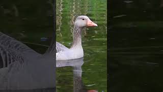 Greylag Goose family with 5 goslings Greylag Goslings sound part5 [upl. by Abroms]