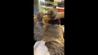 Baby Sloth Falls Asleep MidSnack [upl. by Frankhouse]