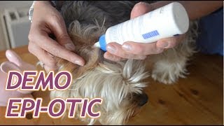 Bien laver les oreilles de son chien avec EpiOtic [upl. by Gottfried]