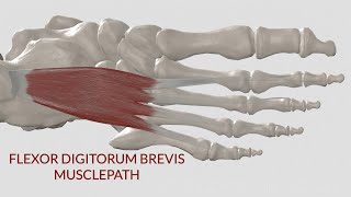 Flexor Digitorum Brevis Musclepath 3D Animation [upl. by Adnik]