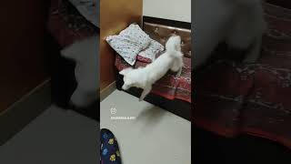 Indian Spitz playing subsribeformore doglover spitzpuppy pets indianspitz funny [upl. by Lisab850]