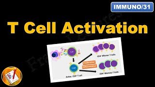 Dr Tamer Soliman  Basic Immunology  T Lymphocyte Development [upl. by Rieth225]