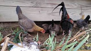 Black Breasted Red Old English Game Bantams [upl. by Tonie]