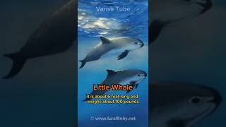 Vaquita An Endangered Marine Species extinct [upl. by Conant160]