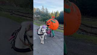 Driving my pony in a BIG PUMPKIN costume🎃😱 shorts halloween funny pony [upl. by Hartill]