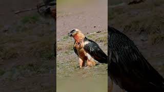 Egyptian Vulture Gypaetus Barbatus Bearded Vulture 🐦 shorts wildbird wildbirdlife nature [upl. by Jordanson857]