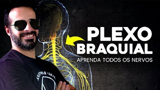 APRENDA TODOS OS NERVOS DO PLEXO BRAQUIAL [upl. by Eiroc]