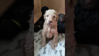 Labradoodle Puppys 4 Weeks Old 🐶 [upl. by Merrili]