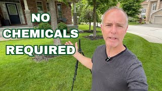 How To Eliminate POA Annua Annual Bluegrass And Other Weed Grasses Without Using Chemicals [upl. by Aznarepse588]