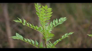 Narrow leaved Ash Fraxinus angustifolia [upl. by Armilla]