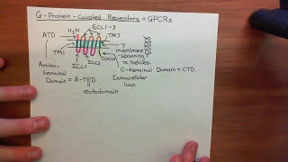 VIP and PACAP Receptors Part 1 [upl. by Marlo34]