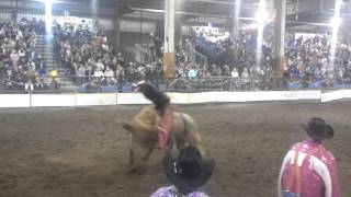 Klamath falls bull mania [upl. by Pigeon]