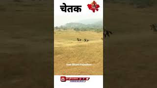 maharana pratap new prakash mali bhajan shorts maharanapratap prakashmali [upl. by Rodama173]