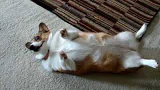 FUNNY CORGI DOG BEGS FOR ATTENTION [upl. by Oiramal958]