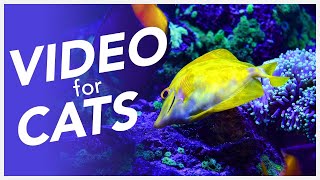 📺 TV FOR CATS 😸  20 Hour Underwater Fish Video for Cats [upl. by Wellington]