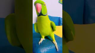 Beautiful talkative parrot ❤️hello [upl. by Blain]