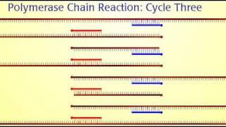 Polymerase Chain Reaction PCR [upl. by Kaine]