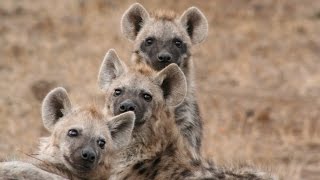 How does a laughing hyena sound Real laughing hyenas beg for lunch [upl. by Akired560]