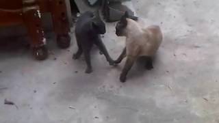 Gatos hablando y peleando [upl. by Oilegor63]