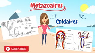 Zoologie  Cnidaires Classification et Cycle de Vie [upl. by Orlosky99]