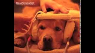 Dog brain responds to calls just like human brain [upl. by Adnylg366]