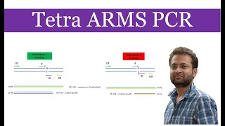 Tetra ARMS PCR what it is and how it works [upl. by Leanor]