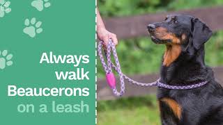 Beauceron 101 Everything You Need to Know About This Amazing Dog Breed [upl. by Synn]