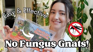 The BEST way to get RID of Fungus Gnats STOP using BTI 🦟🚫 [upl. by Razec]