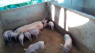 PIGGERY FARM 🐖 ready to sale PIGLETS 1 month oldIHAWALAY napo ang biik [upl. by Nollek405]