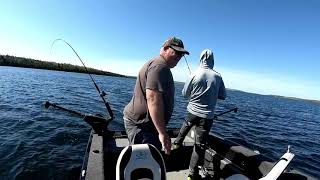 Manitoulin Lake Trout bonanza [upl. by Nomahs]