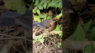 Juvenile Blackbird exploring  UK Birds shorts [upl. by Ellecram]