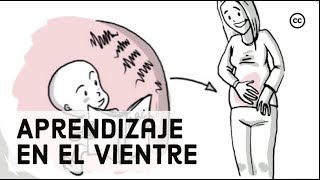 Desarrollo Prenatal Lo Que los Bebés Aprenden Dentro del Vientre [upl. by Nikolos]