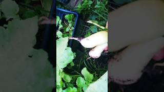 Harvesting White Radishes mygarden radish trendingshorts shorts [upl. by Hollerman]