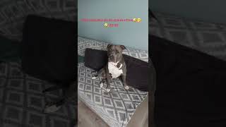 Ja chce🤣 amstaff amstafflove śmieszne [upl. by Groves]