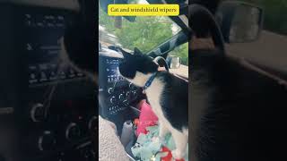 Cat and windshield wipers 😂😂😂funnyvideo cat [upl. by Arahahs705]