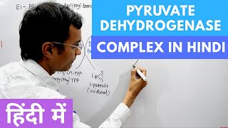 Pyruvate Dehydrogenase Complex in Hindi [upl. by Nacim]