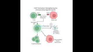 CD27 Activation Strengthening the Immune Army Against Cancer [upl. by Assenev]