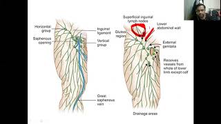 Anatomy with picturesThoracic DuctCisterna Chyli amp Lymphatics of GIT [upl. by Reider]