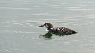 Common Loon in Drayton Harbor near Semiahmoo Spit  Blaine WA ハシグロアビ [upl. by Oiracam]