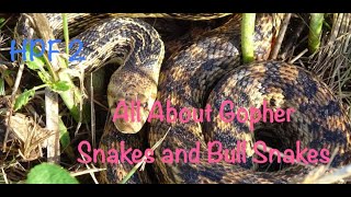 All You Ever Wanted To Know About Bull Snakes And Gopher Snakes [upl. by Rebmaed]