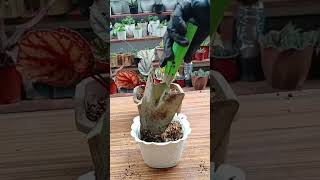 Begonia stem propagation plantpropagation plantingtips [upl. by Ittocs]