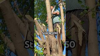 Stihl Ms 250 Motorlu Testere Ağaç Kesimi short [upl. by Hayila375]