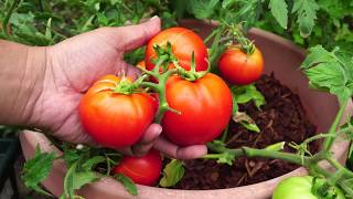 Compact Tomato Plant  Growing Red Pride Hybrid Short Determinate Tomatoes [upl. by Paviour533]