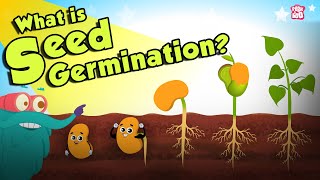 What Is Seed Germination  SEED GERMINATION  Plant Germination  Dr Binocs Show  Peekaboo Kidz [upl. by Iruy671]