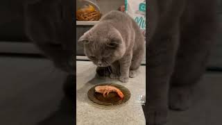 Cat hates shrimp 🍤🤣 [upl. by Iiette52]